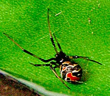 Redback Spider Wikipedia