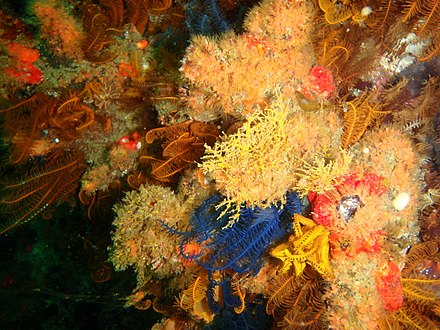 Reef invertebrates at Noahs Ark rock