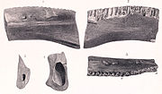 Miniatura para Regnosaurus northamptoni