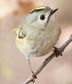 Wintergoldhähnchen (Regulus regulus): besonders klein