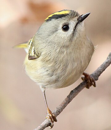 Kinglet