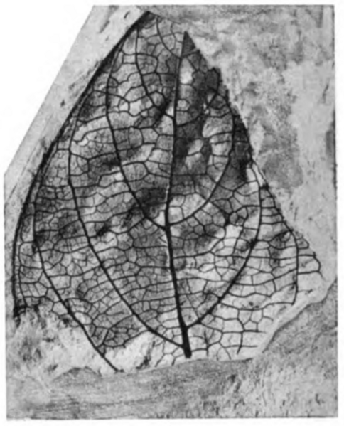 File:Republica litseafolia as Laurophyllum litseafolia cotype UCMP 2199 Plate18 Fig2.png