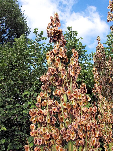 File:Rheum rhabarbarum fruits.jpg