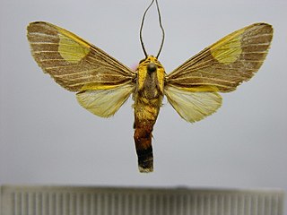 <i>Rhipha persimilis</i> Species of moth