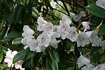 Rododendron hypoglaucum. 
 JPG