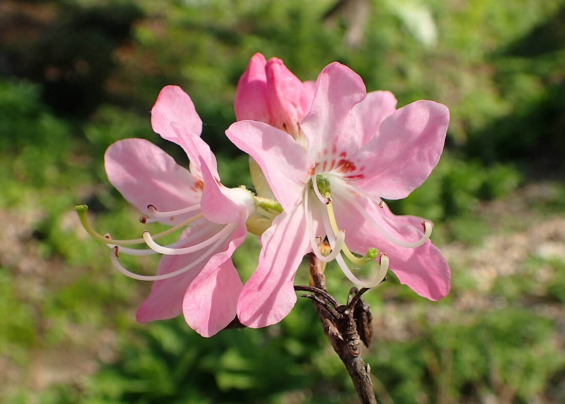 Rhododendron sect. Rhodora