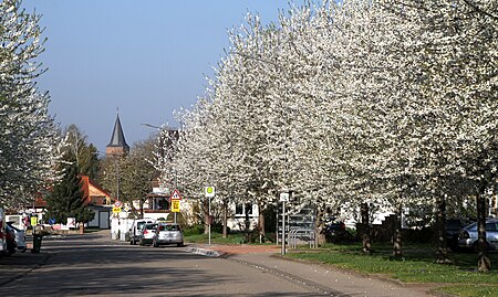 Rohrbach 14 Bahnhofstr Kirschblueten 2019 gje