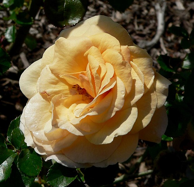 File:Rosa Peachy 1.jpg