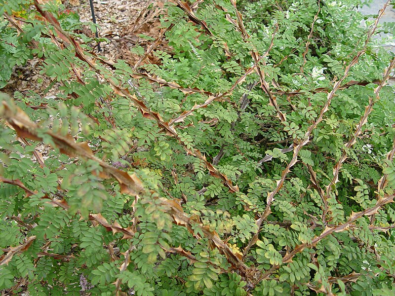 File:Rosa sericea pteracantha shrub.jpg