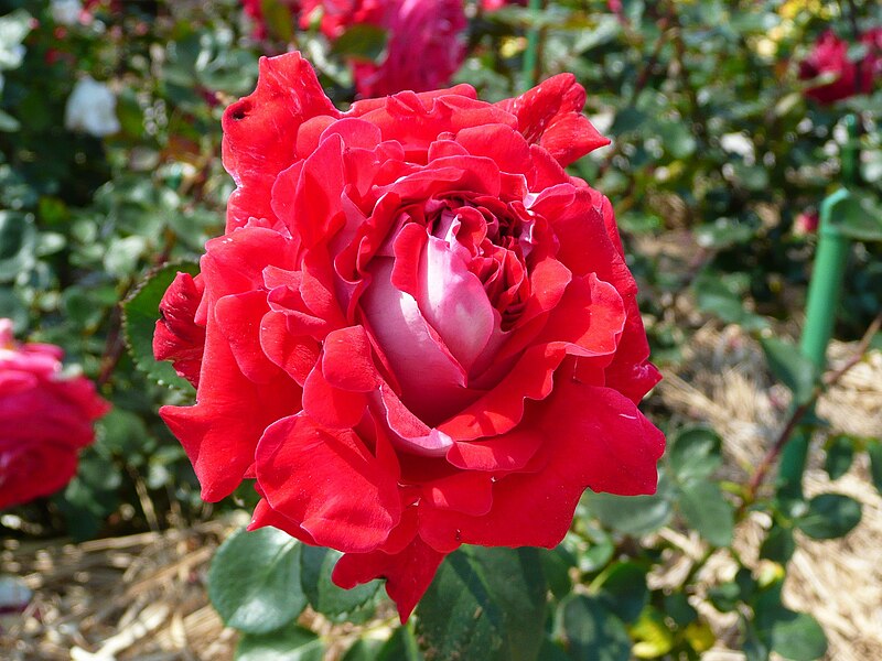 File:Rose Princess Kanoya 01.JPG