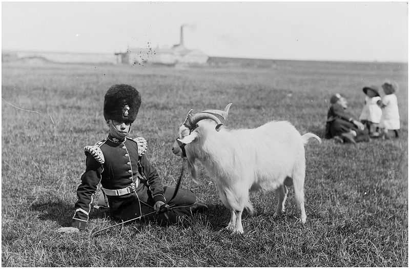 File:Royal Welsh Fusiliers Goat.jpg