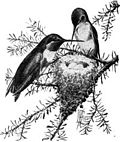 Thumbnail for File:Ruby-throated Hummingbird (small engraving).jpg