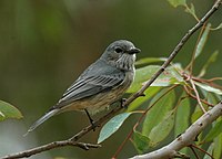 Machu xuvenil en Kobble Creek, sureste de Queensland, Australia]