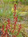 Inflorescence, Poland