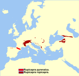 Distribución do xénero Rupicapra