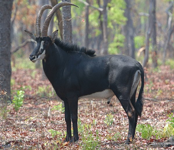 A bull sable antelope among the trees in the African savanna