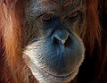 En Asie du Sud-Est, la destruction et fragmentation des forêts est la première cause de disparition de l'orang-outan