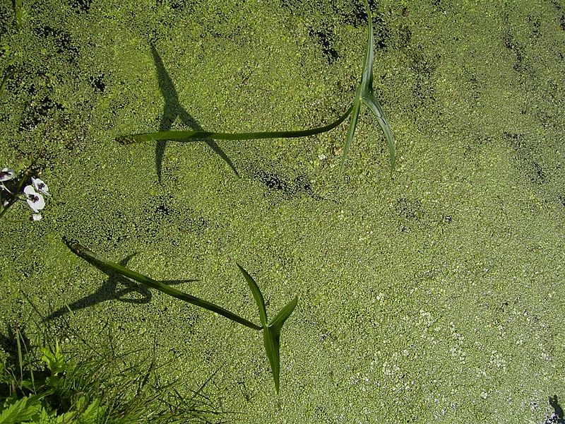 File:SagittariaSagittifolia-blad-kl.jpg