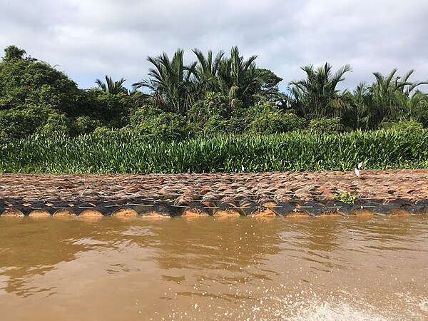 Sago logs ready for processing in Kampung Medong, Sarawak, Malaysia.