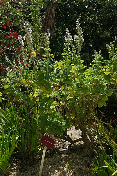 File:Salvia desoleana, Conservatoire botanique national de Brest 02.jpg