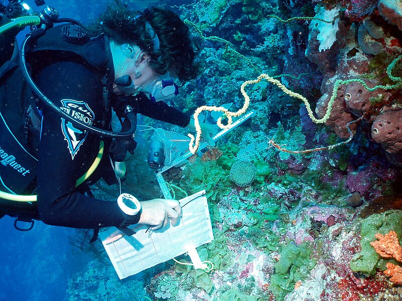 File:Sampling work in the Chagos.JPG