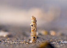 Tube of a sand mason worm Sand mason worm tube (52265).jpg