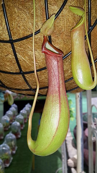 File:Sarracenia in Utopia park Israel - 01.jpg