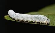 Thumbnail for File:Sawfly larva? (48245030862).jpg