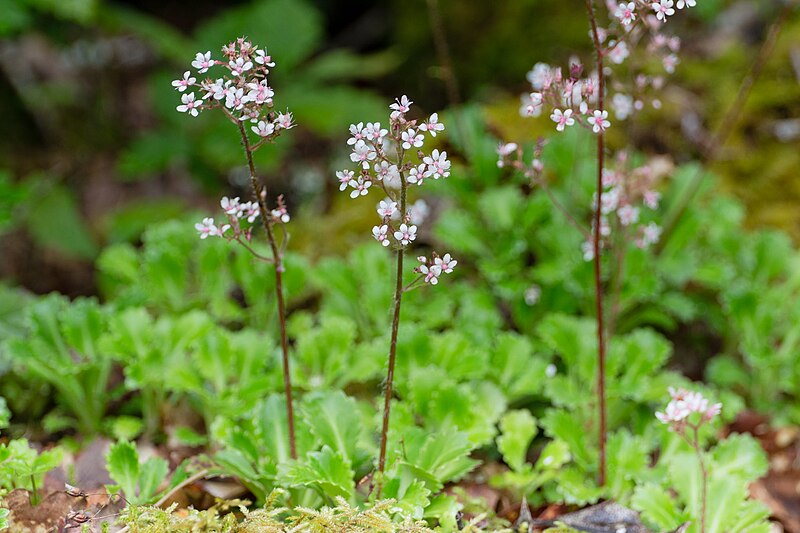 File:Saxifraga spathularis - St Patrick's-cabbage,-1 - Flickr - Ragnhild & Neil Crawford.jpg