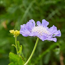 Scabiosa caucasica-IMG 0709.jpg