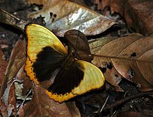 Vroubkovaný žlutý kluzák (Cymothoe fumana fumana) (7657115976) .jpg