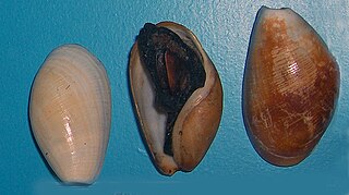 <i>Scaphander</i> Genus of gastropods