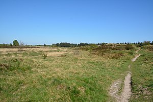 Schleswig-Holstein, Süderlügum, Naturschutzgebiet Süderlügumer Binnendünen NIK 2049.jpg