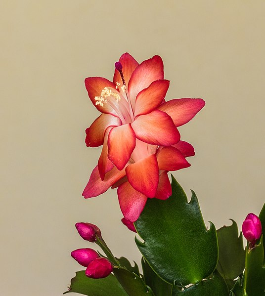 File:Schlumbergera (actm) 06.jpg