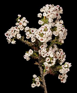 <i>Scholtzia parviflora</i> Species of shrub