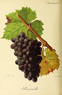 Sciacarello Variety of grape