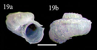 <i>Scissurella redferni</i> Species of gastropod