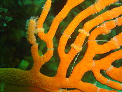 Sea fan with nudibranch and eggs