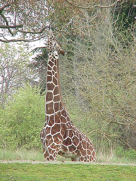 File:Seattle-giraffe3.jpg
