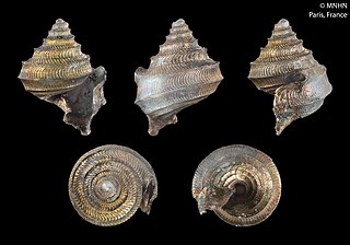 <i>Seguenzia iota</i> Species of gastropod