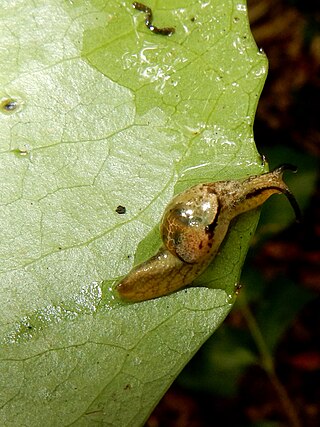 <span class="mw-page-title-main">Ubiquitarion iridis</span> Species of mollusc