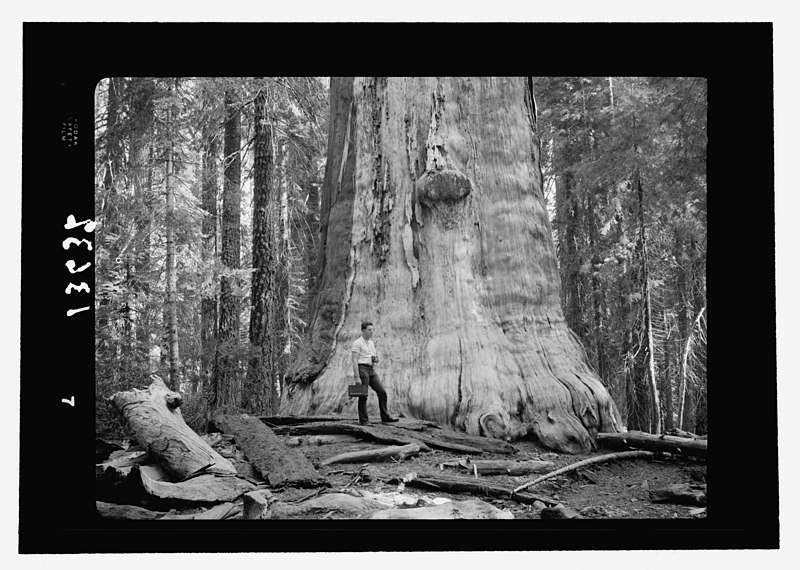 File:Sequoia National Park, Sept. 1957. 'The Dead Giant' conspicuous standing(?) white tree, barked, closer LOC matpc.23265.jpg