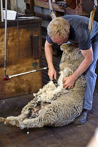 <span class="mw-page-title-main">Sheep shearing</span> Process by which wool on a sheep is cut off