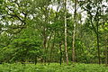 Sherwood Forest (9534).jpg