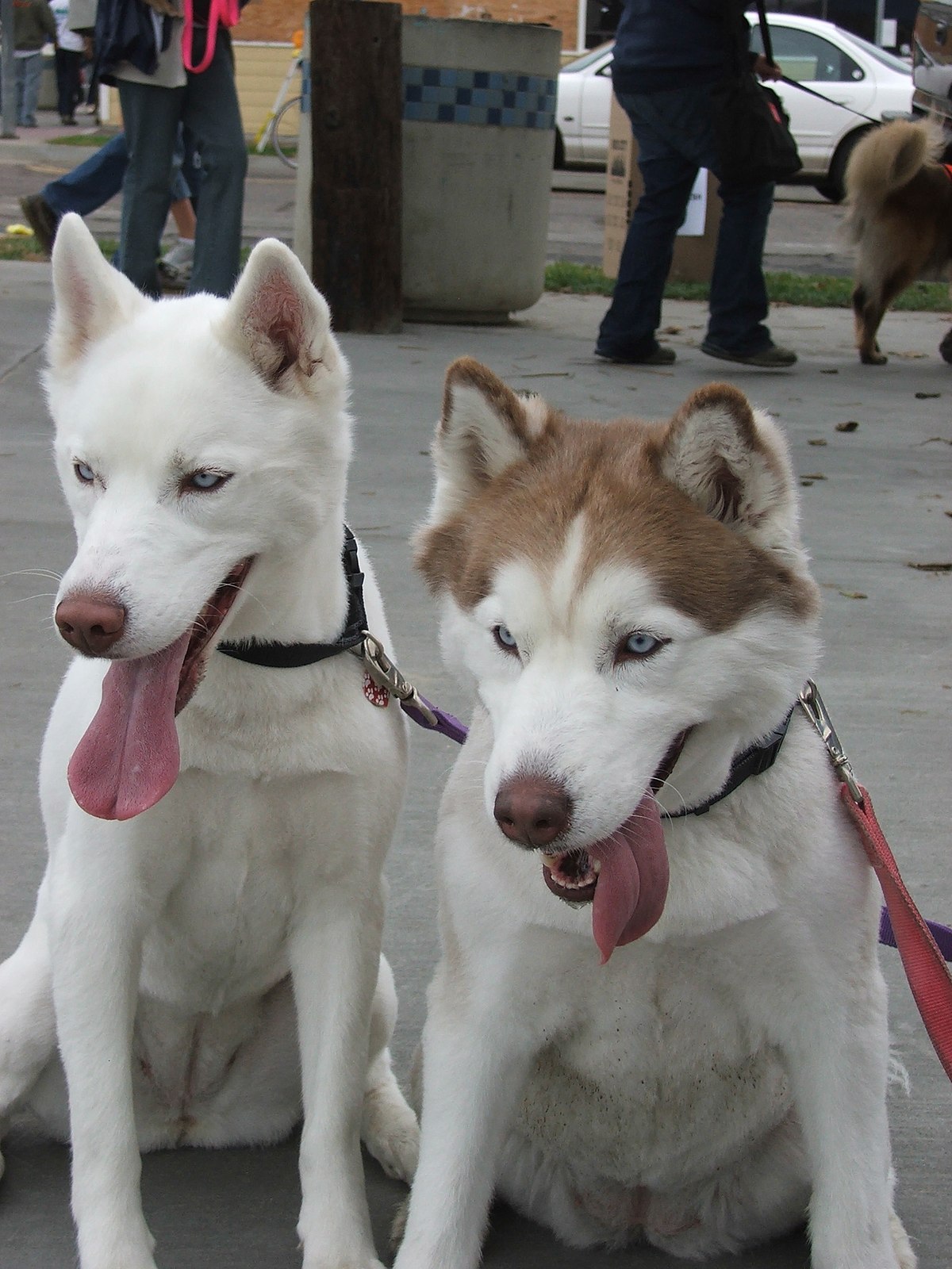 red siberian huskies