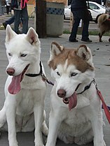 Siberian Huskies white and red.jpg