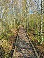 * Nomination Sifton Bog boardwalk, London, Ontario, Canada. --The Cosmonaut 01:17, 30 November 2020 (UTC) * Promotion  Support Good quality -- Johann Jaritz 03:59, 30 November 2020 (UTC)