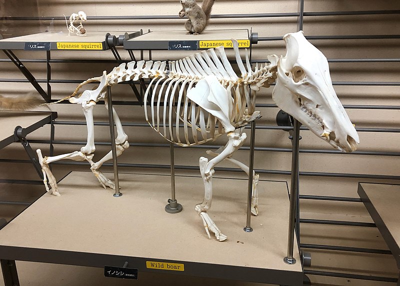 File:Skeletal specimen of Wild boar.jpg