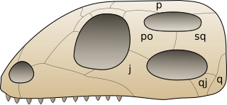 Diagram of the diapsid skull