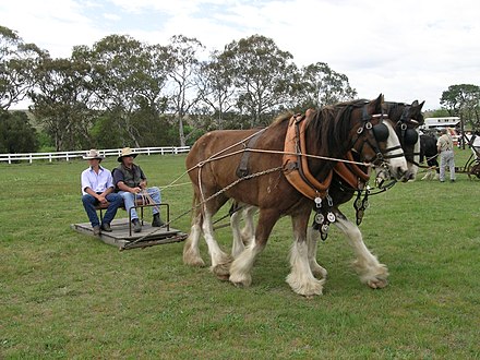 A horse-drawn "stone boat", a sled used in an Australian horse pulling competition